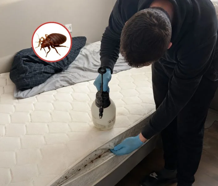 Technicien traitant un matelas contre les punaises de lit à Mantes-la-Jolie